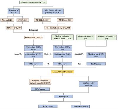 Precision prognosis of colorectal cancer: a multi-tiered model integrating microsatellite instability genes and clinical parameters